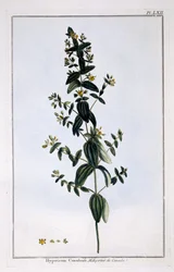 Hierba de San Juan, lámina 62, de 